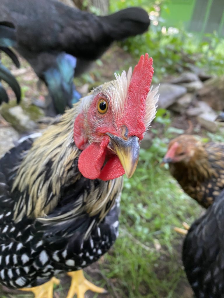 Close-up of a silver-laced Fluffy Feather Farm rooster in the yard