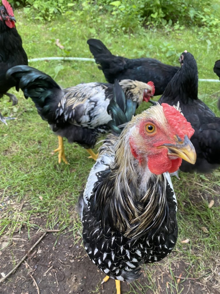 A silver-laced rooster and the flock free-ranging at the farm in Salem, CT
