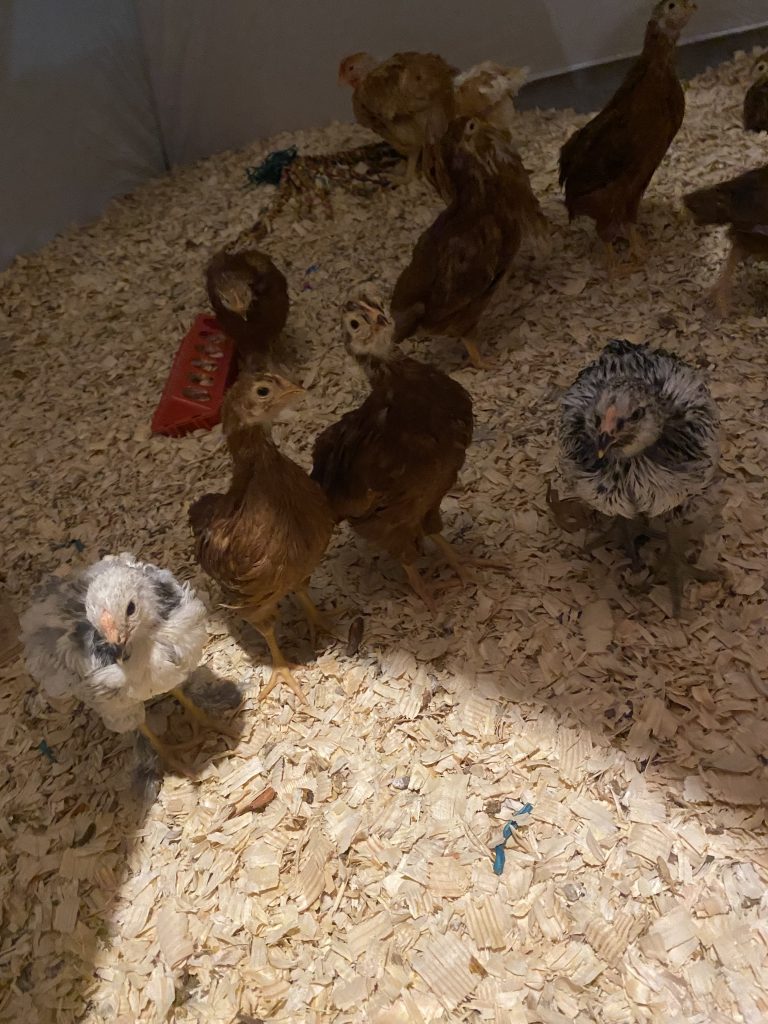 Young chicks in the brooder at The Fluffy Feather Farm