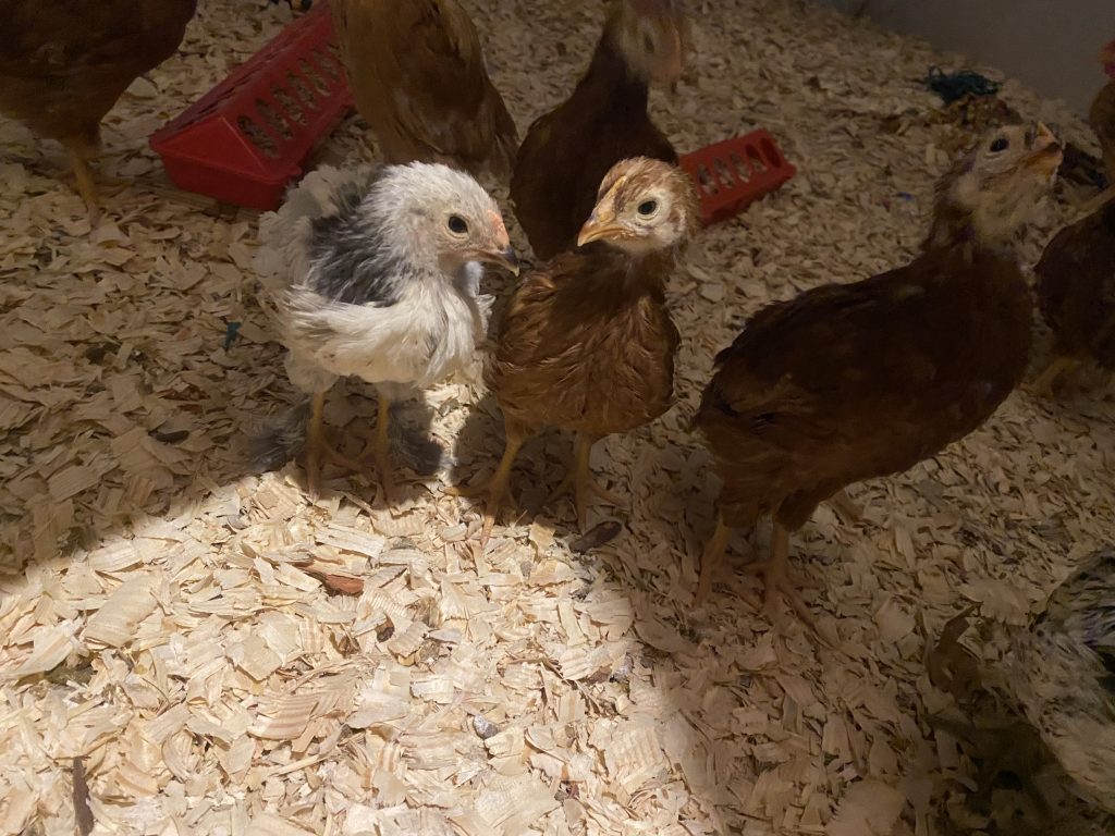 A grey chick and red chicks side by side in the brooder