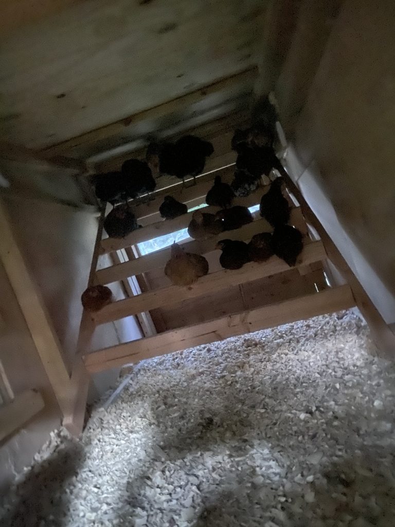 Hens roosting on the coop bars at night