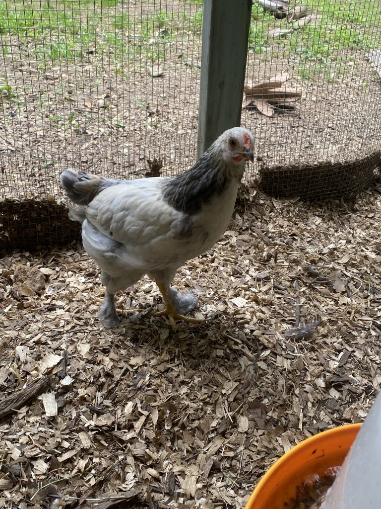 A grey and white hen in the wood-chip run