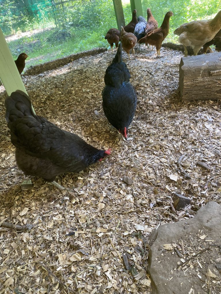 Hens scratching through wood chips in the covered run