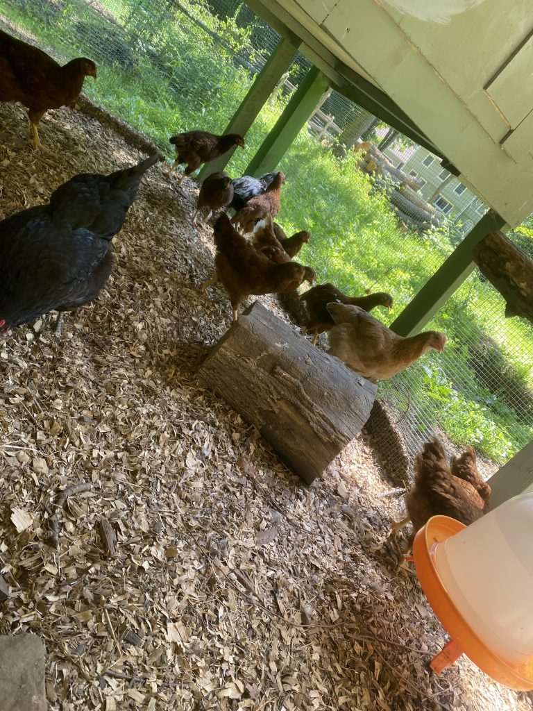 Hens on a log perch in the shaded run