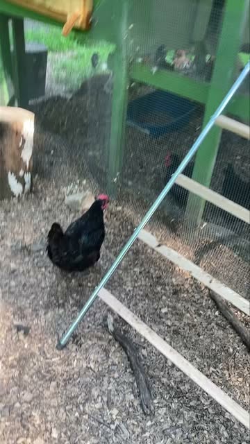 Black hen in the covered run