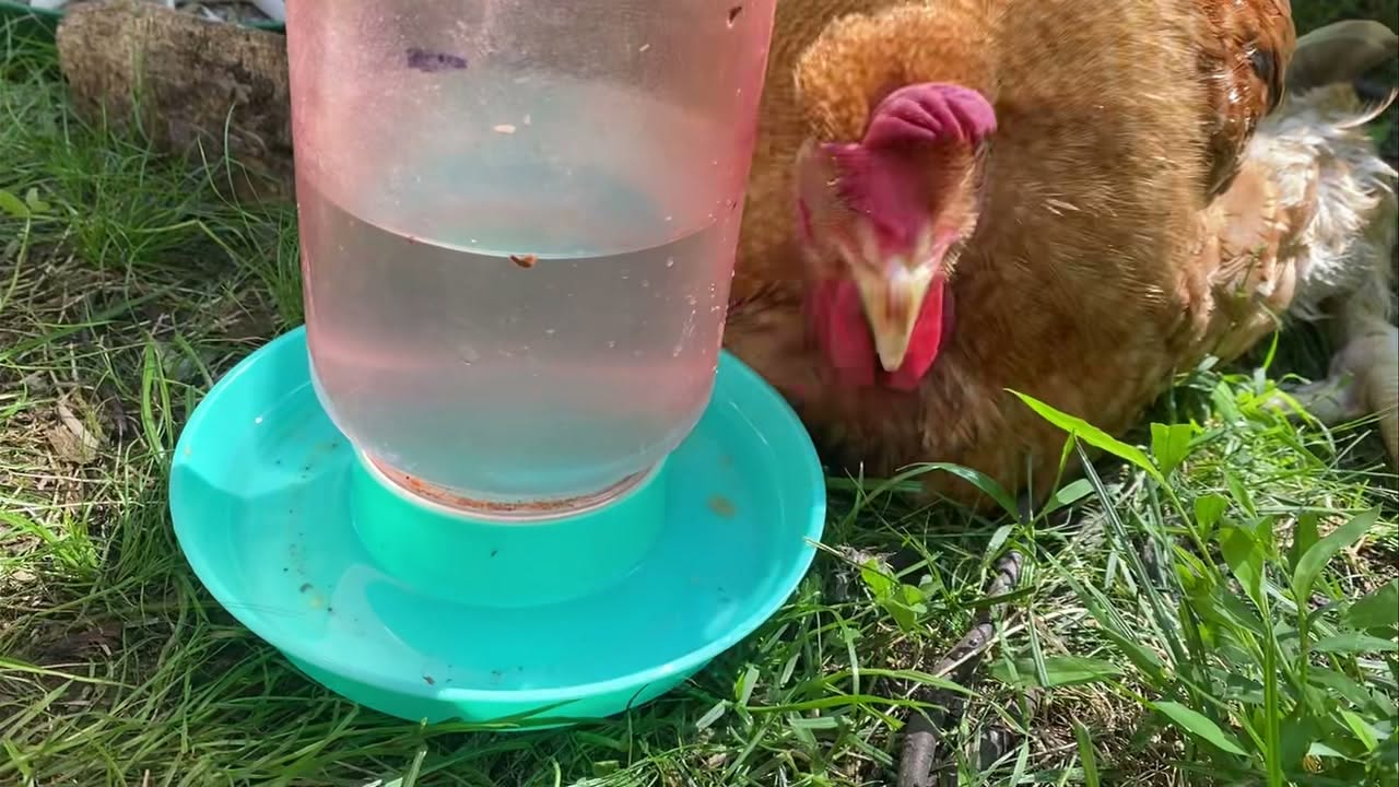 Hagrid resting in the grass beside a waterer on his last morning