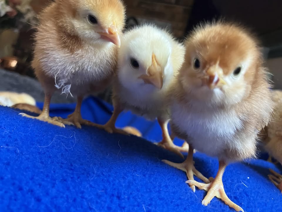 Young chicks in April 2026 at The Fluffy Feather Farm, Salem, CT