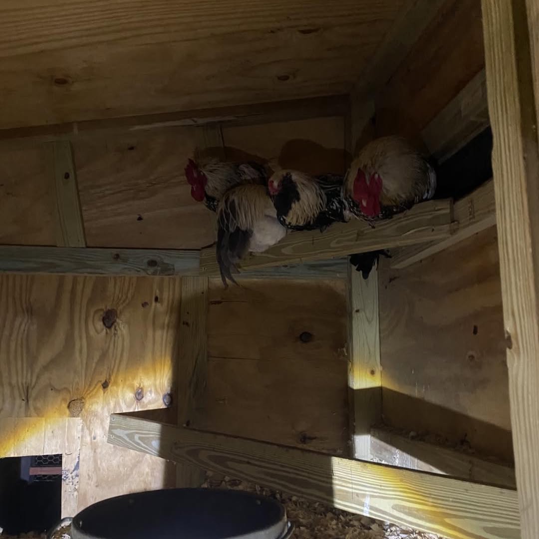 D, Willow, Apollo, and Ghost together in the rooster coop