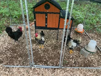 Spike, the black bird on the left of the run