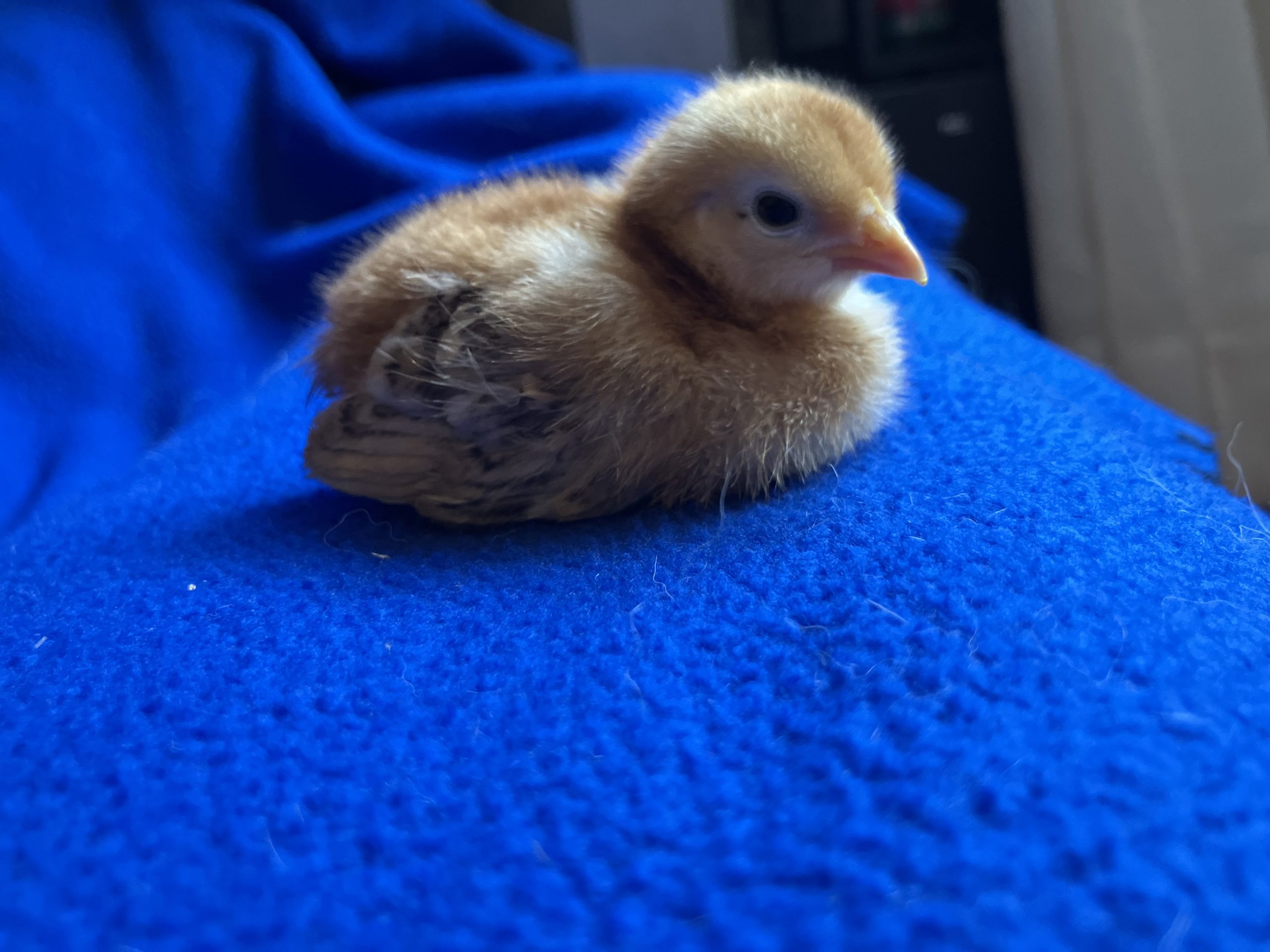 A single day-old buff chick resting on a blue fleece blanket indoors.