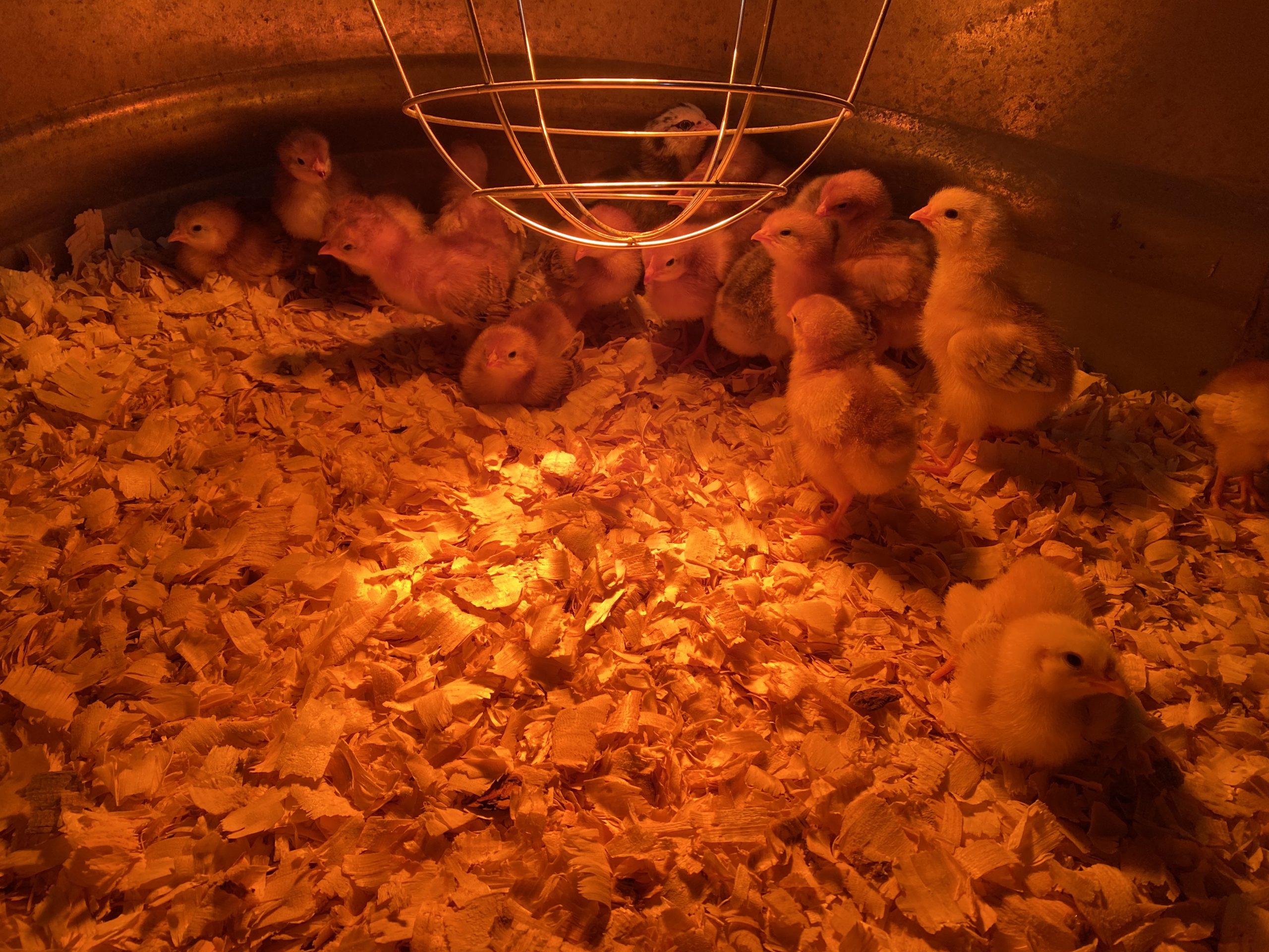 About a dozen chicks on wood shavings in a galvanized tank under a heat lamp.