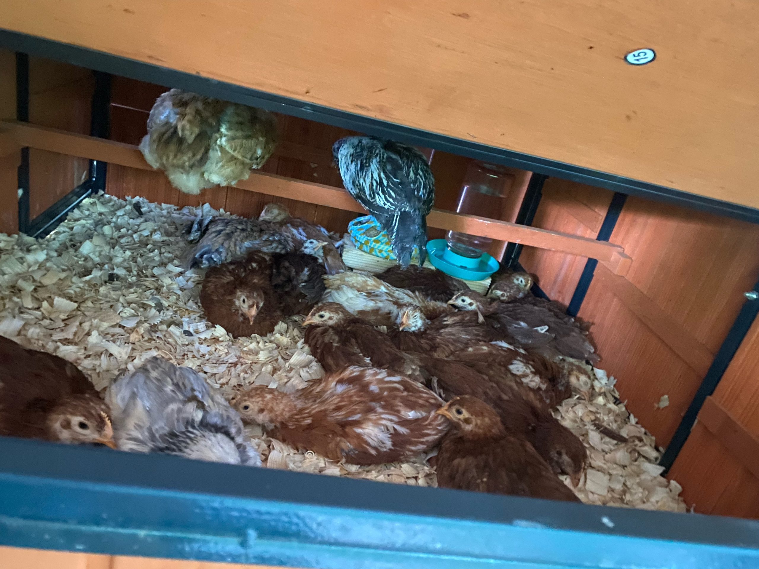 About a dozen juveniles of mixed colors in a wooden brooder with a blue-base waterer.
