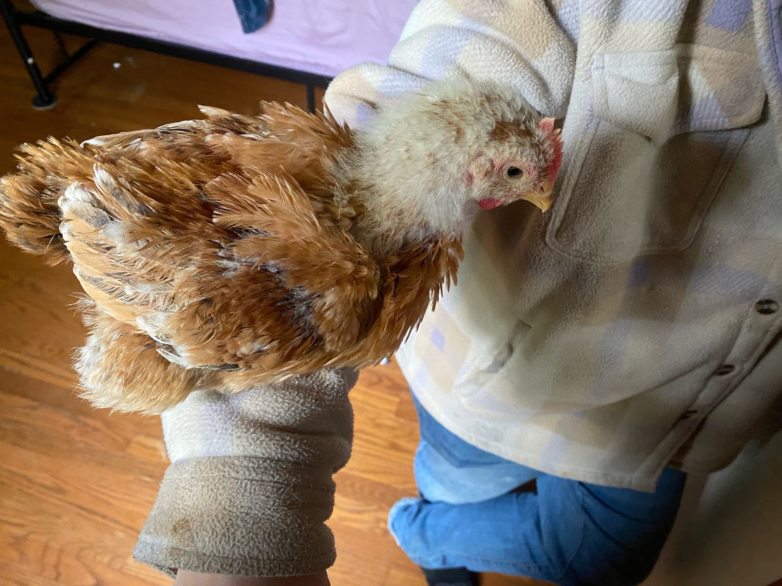 A brown-and-cream juvenile chicken held indoors over a hardwood floor.