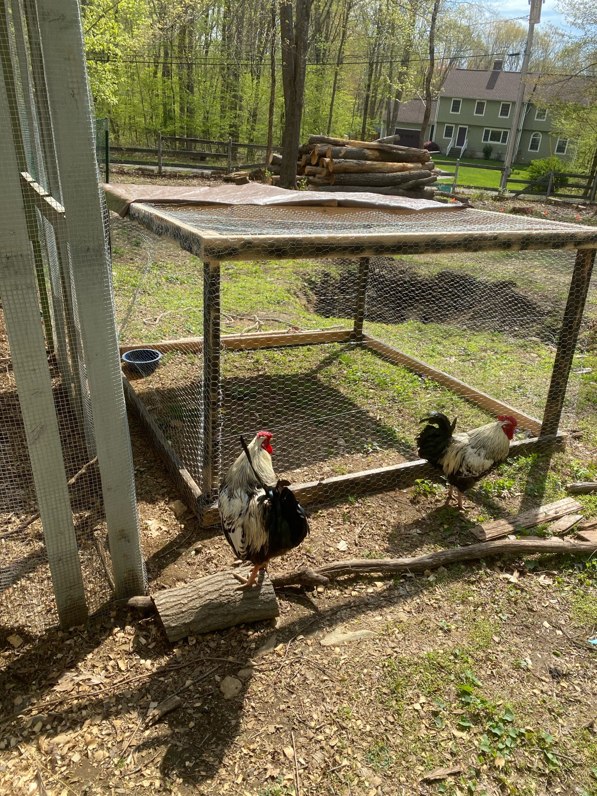 Two speckled roosters by a wooden wire-mesh chicken tractor in spring foliage.