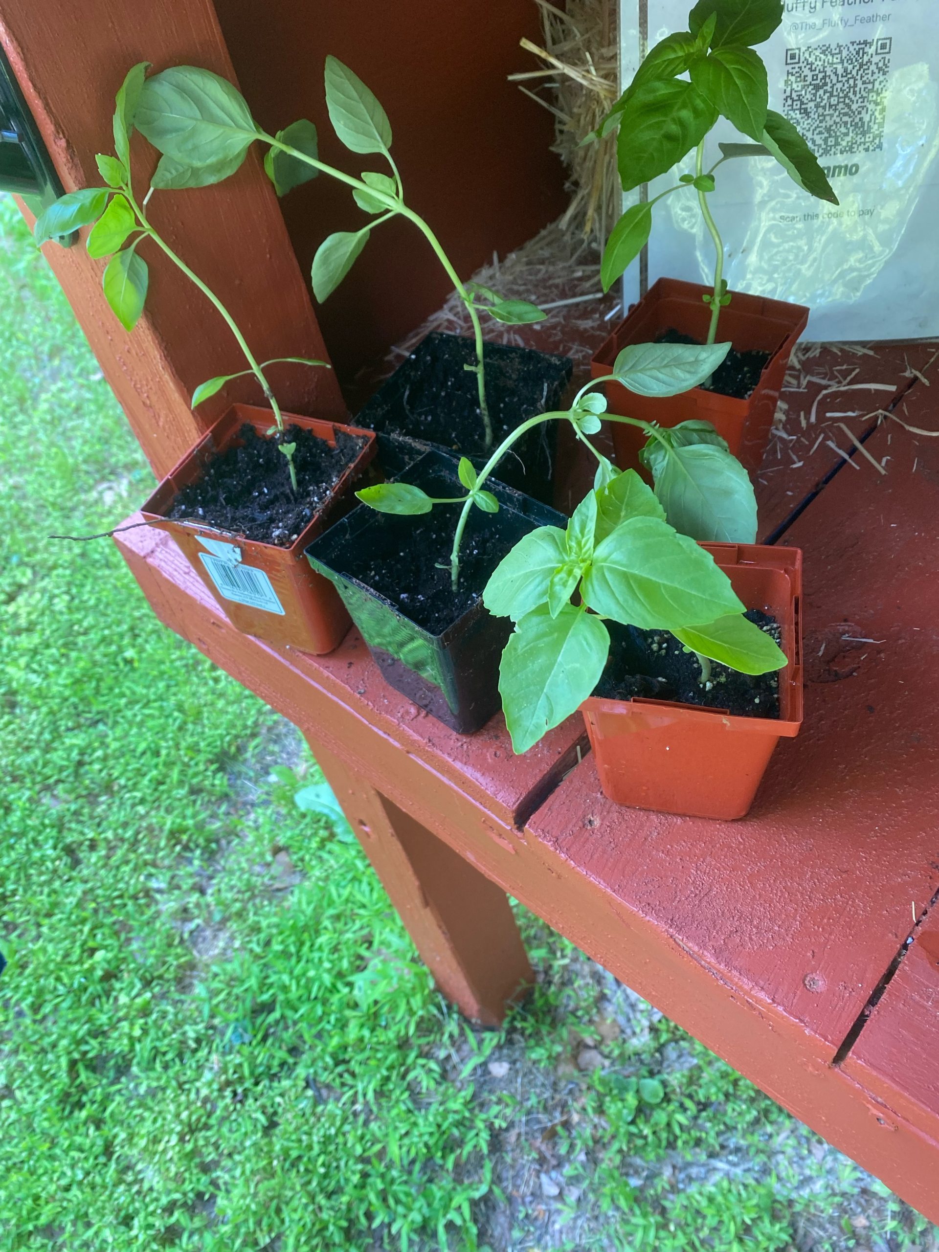 Small basil plants in nursery pots on the red wooden farm-stand shelf.