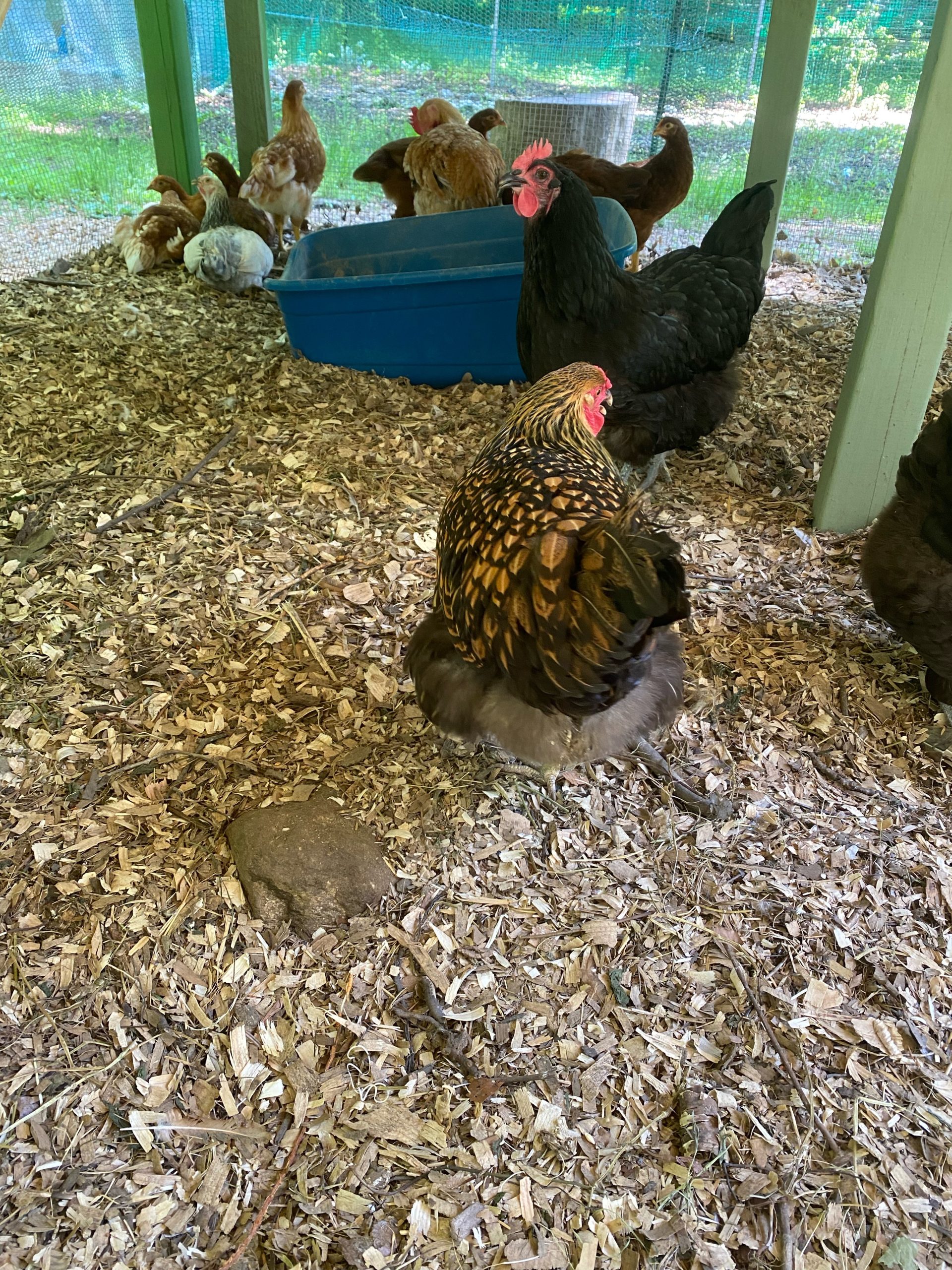 Mixed flock of hens on wood-shaving bedding inside a green-posted outdoor run.