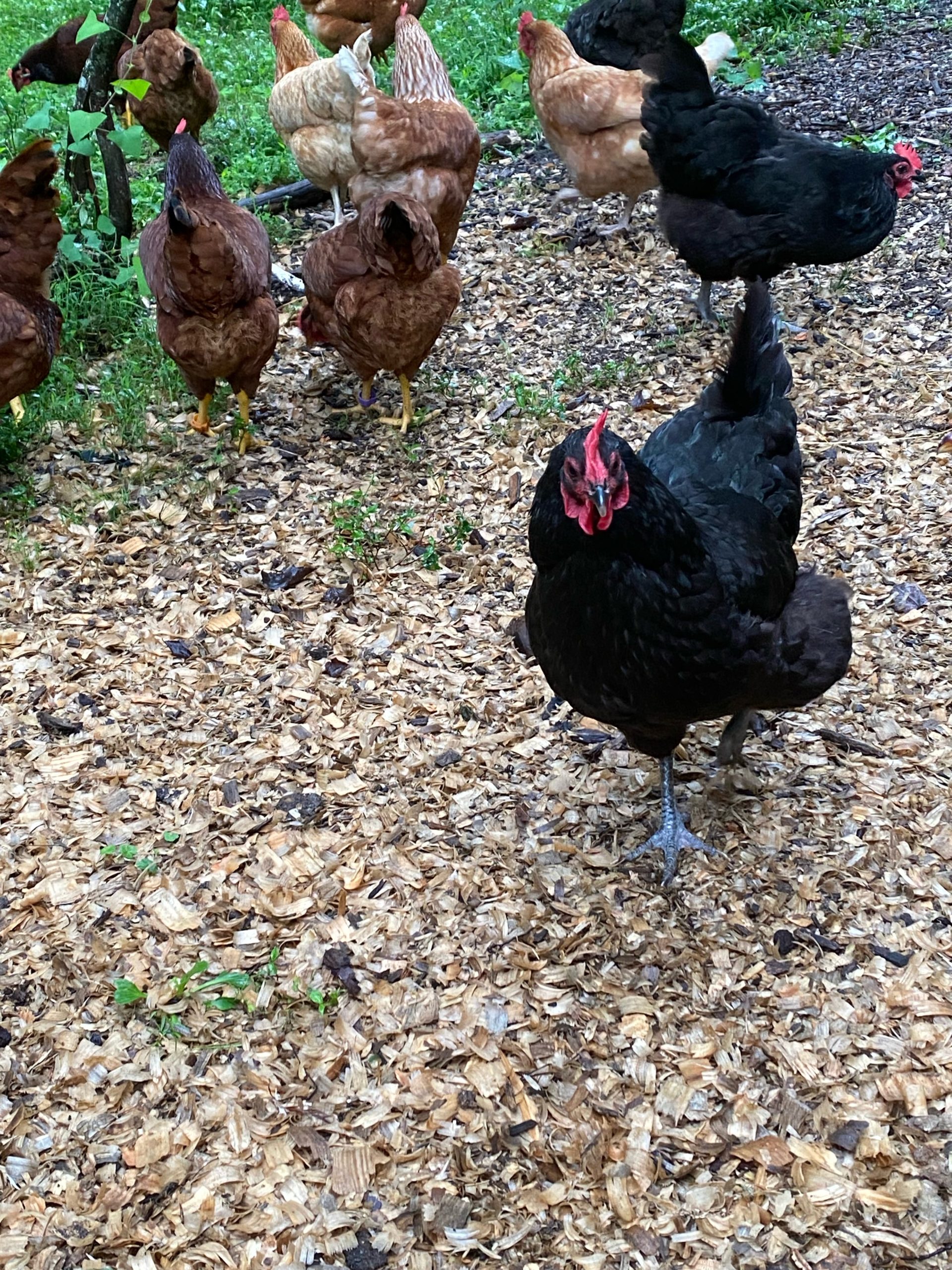 A black hen looking up from wood-chip bedding at The Fluffy Feather Farm, September 1, 2026.