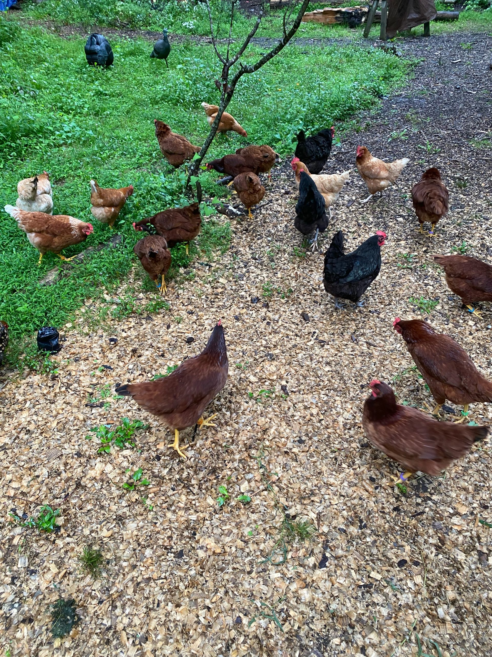 Mixed flock foraging on wood chips and grass at The Fluffy Feather Farm in Salem, CT, September 1, 2026.