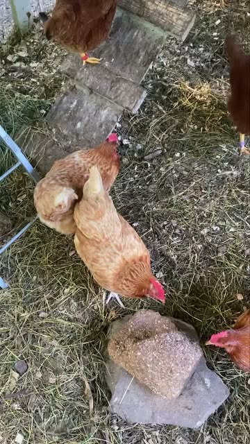 Hens gathered around a peck block in the outdoor run at The Fluffy Feather Farm in Salem, CT, September 8, 2026.