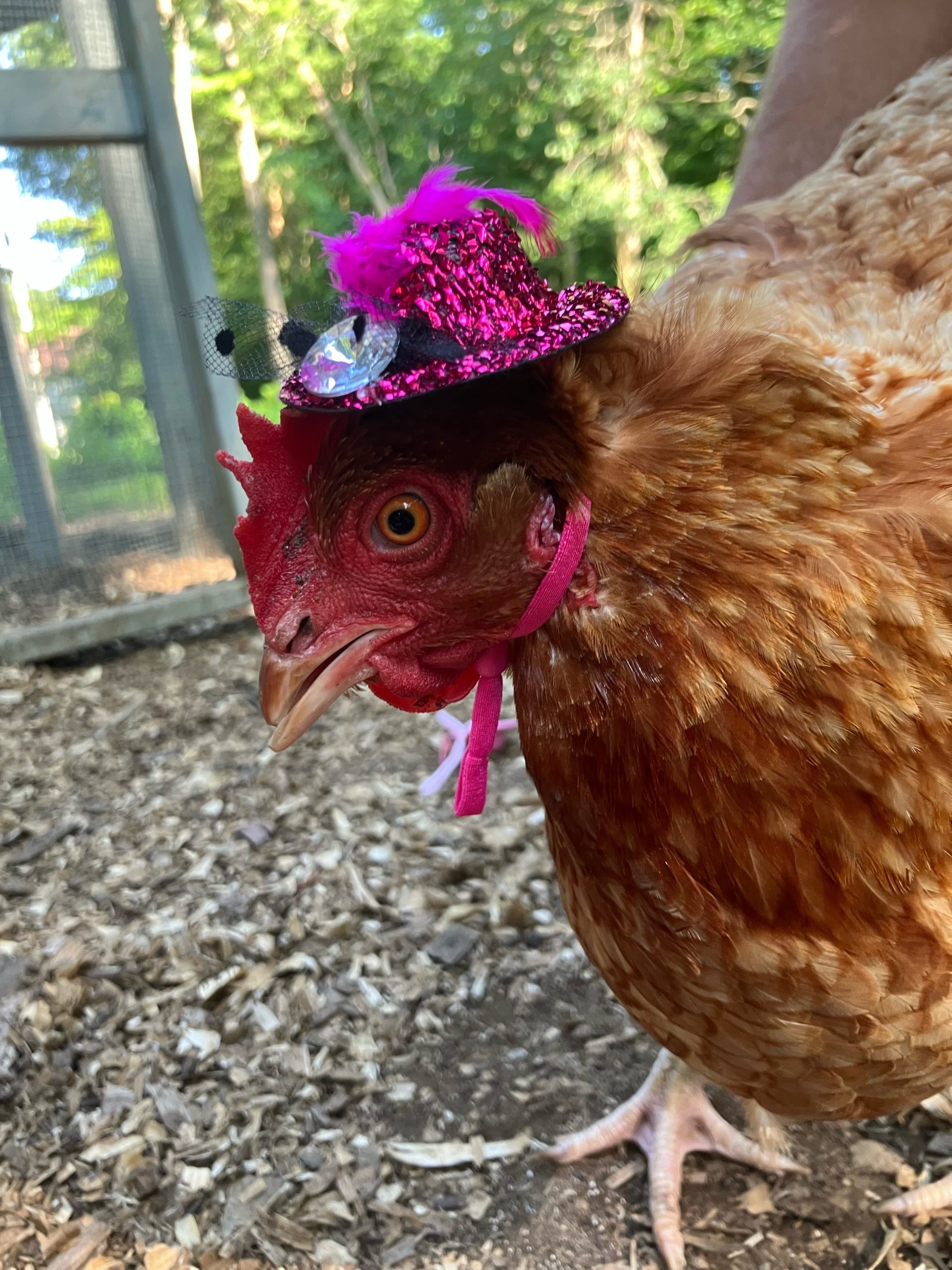 Brown hen standing in the run wearing a sparkly pink mini top hat with a chin strap.