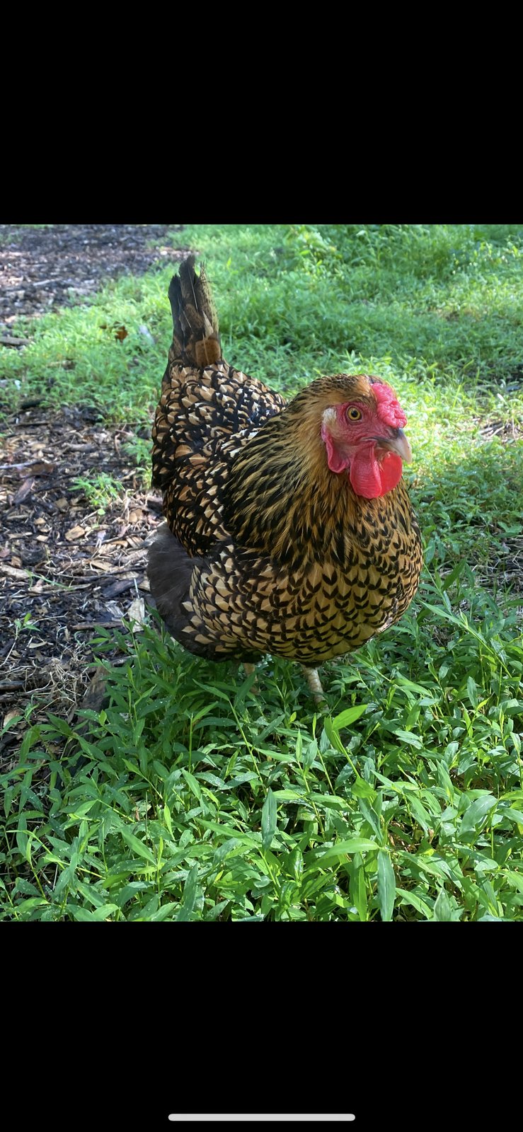 Kerrigan at The Fluffy Feather Farm, September 2026