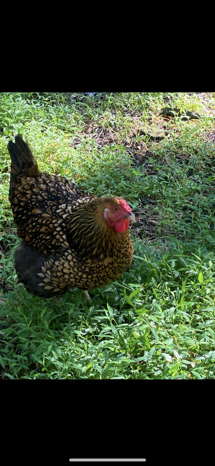 Kerrigan at The Fluffy Feather Farm, September 2026